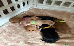 Cocker Spaniel dogs for sale: litter of 6 pedigree cocker spaniel puppies. - Image 1