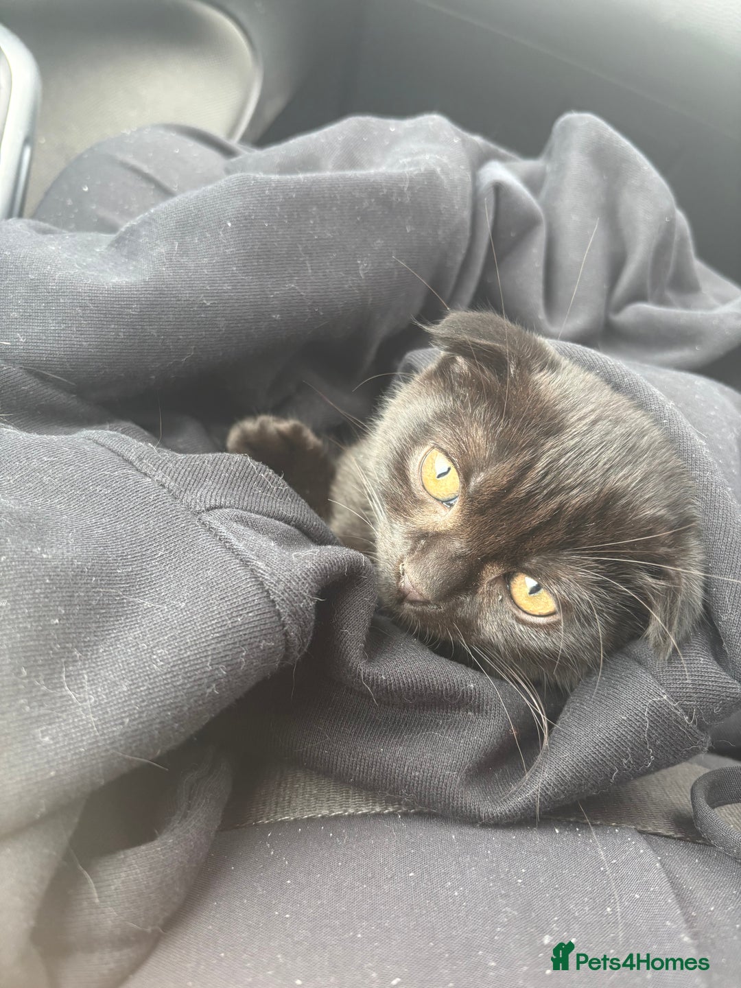 Scottish Fold cats for sale: Beautiful Scottish fold male 10 weeks - Image 1