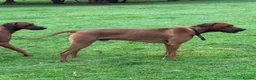 Rhodesian Ridgeback dogs for sale: Wait List Open - Safely Arrived 14th June - Advert 28