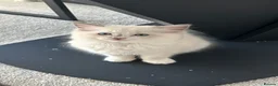 Ragdoll cats for sale: 3 Ragdoll kittens, two boys left - Advert 6