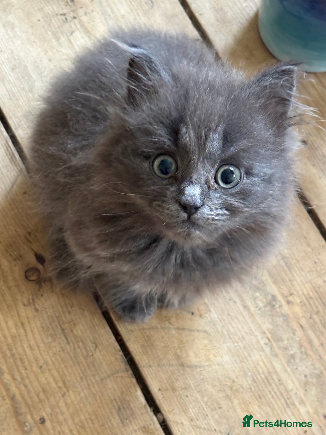 Mixed Breed cats for sale: Beautiful Mixed grey kitten ready for a new home! - Image 3