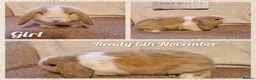 Mini Lop rabbits for sale: Mini lop kits to reserve. Vetchecked&vaccinated. - Advert 6