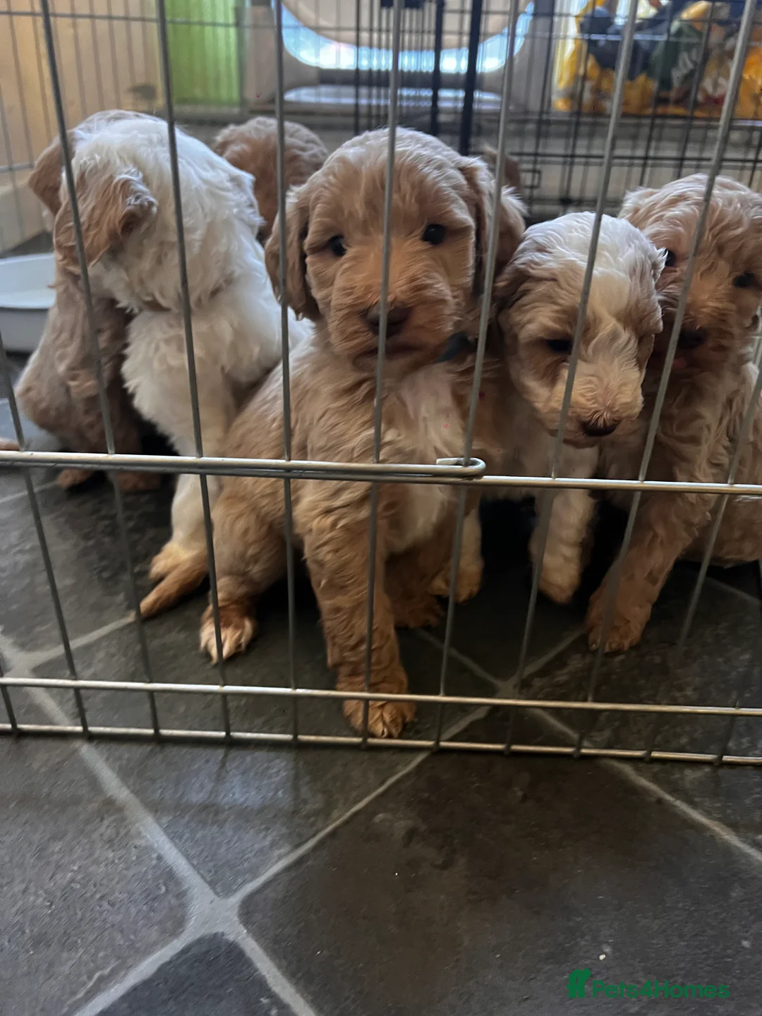 Mixed Breed dogs for sale: Exceptional Australian labradoodle /Double Doodles - Advert 4