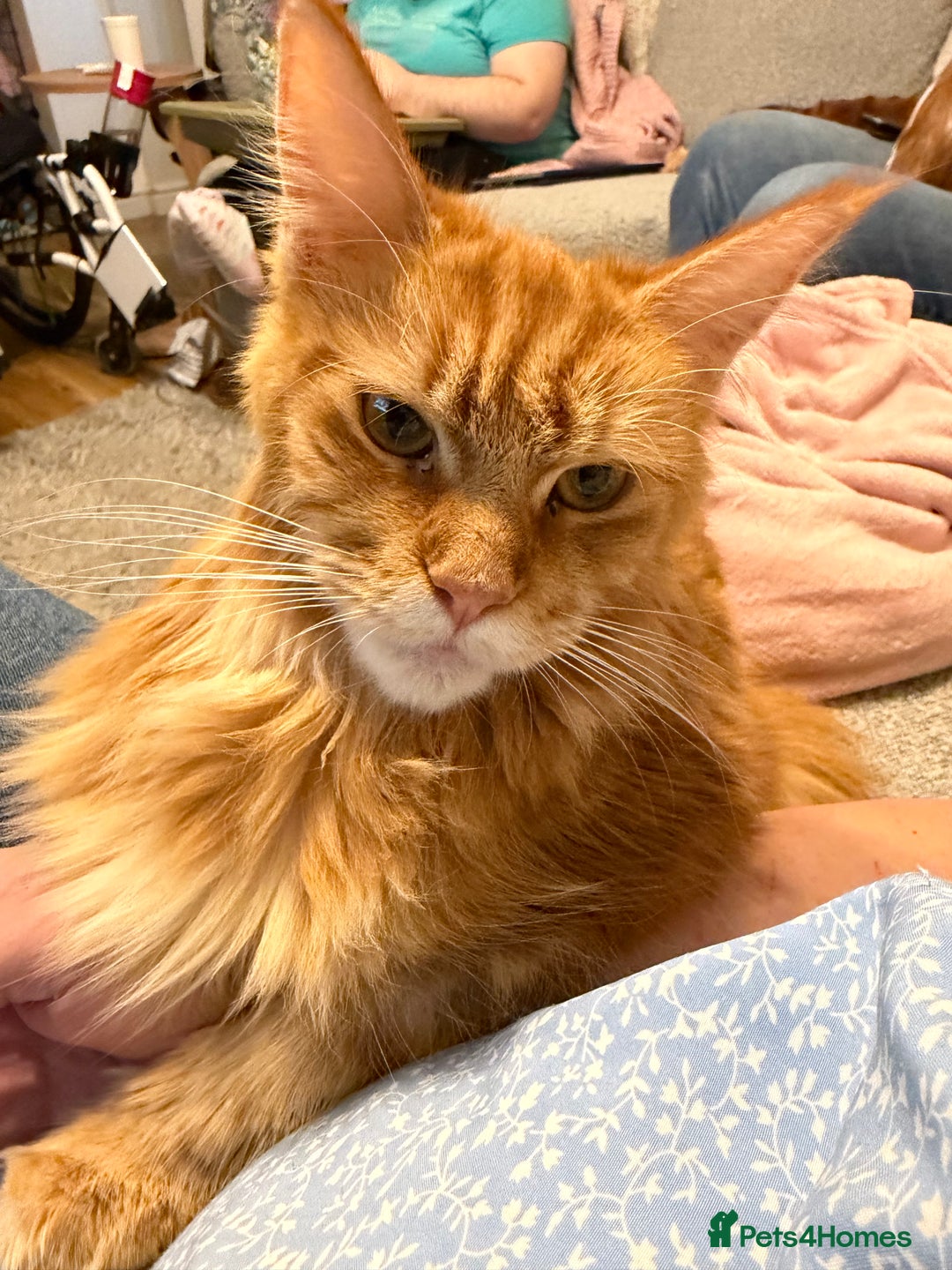 Maine Coon cats for sale: TICA Registered Maine Coon Kittens - Advert 2