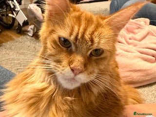 Maine Coon cats TICA Registered Maine Coon Kittens - Advert 2