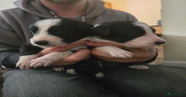 Border Collie dogs - Advert 13