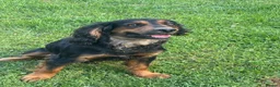 Cocker Spaniel dogs for stud: Kc registered Working Cocker stud dog - Advert 5