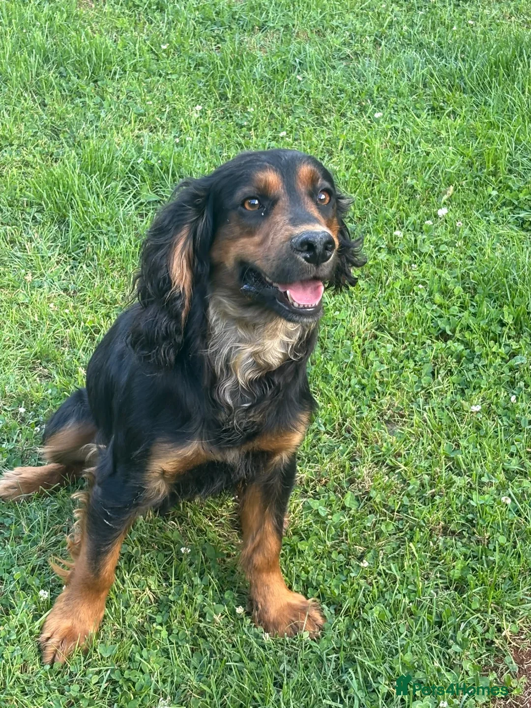 Cocker Spaniel dogs for stud: Kc registered Working Cocker stud dog - Advert 5