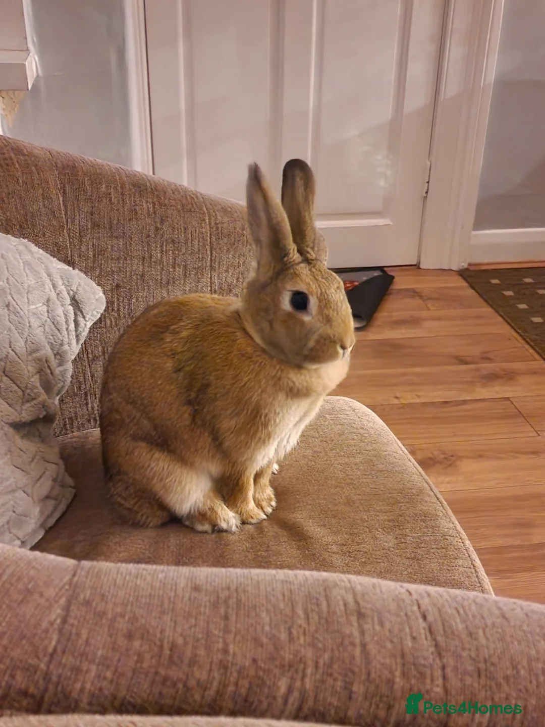 Mixed Breed rabbits for sale: Female indoor rabbit  - Advert 3