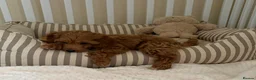 Cockapoo dogs for sale: Stunning F1B cockapoo puppies   - Advert 10