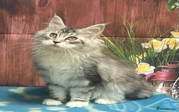 Maine Coon cats for sale: TICA Registered Maine Coon Kittens.  READY NOW  - Image 3