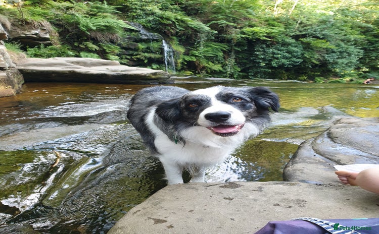 Border Collie dogs in Leeds - Advert 4