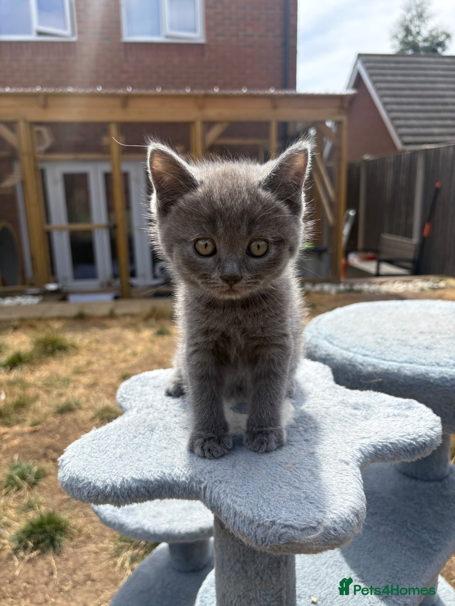 Mixed Breed cats Ragdoll x BSH/Scottish Fold Kitten - Advert 14