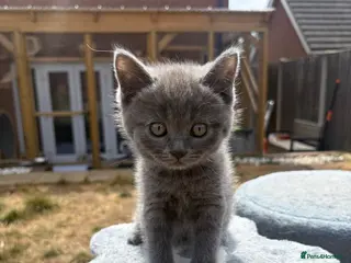 Mixed Breed cats Ragdoll x BSH/Scottish Fold Kitten - Advert 14