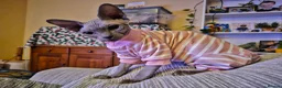 Sphynx cats for sale: Female Sphynx looking for loving home in Tonbridge - Advert 14