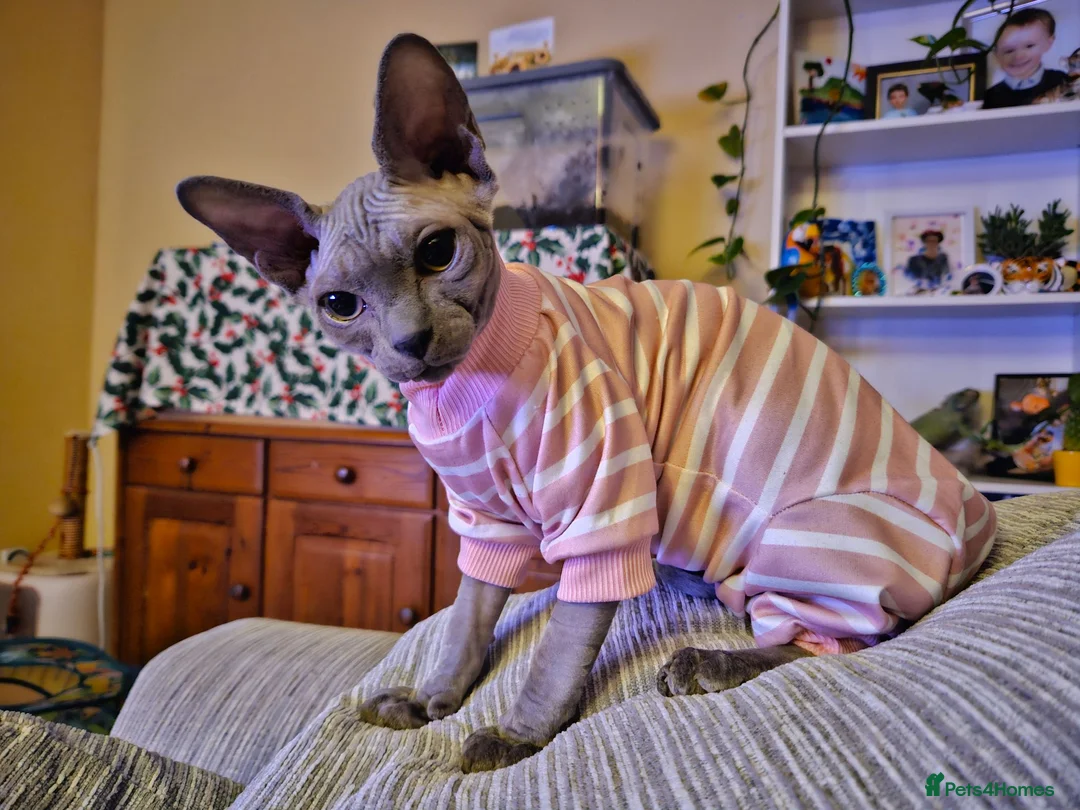 Sphynx cats for sale: Female Sphynx looking for loving home in Tonbridge - Advert 14