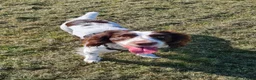 Cocker Spaniel dogs for sale: 1 year old female cocker spaniel  - Advert 2