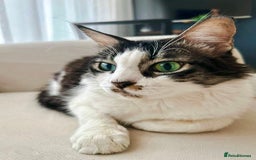 Mixed Breed cats for adoption: Meet Charli - Image 7