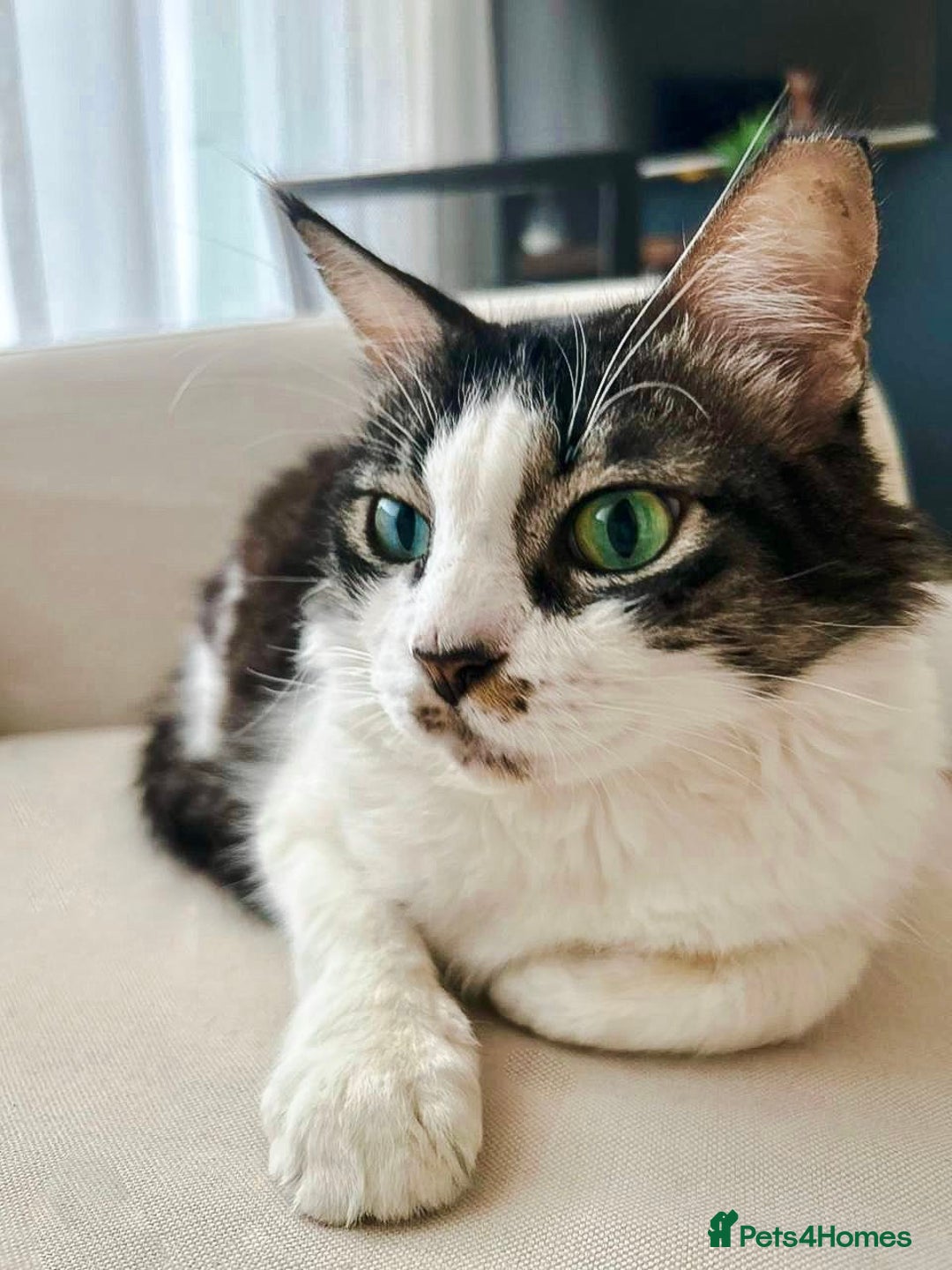 Mixed Breed cats for adoption: Meet Charli - Image 7