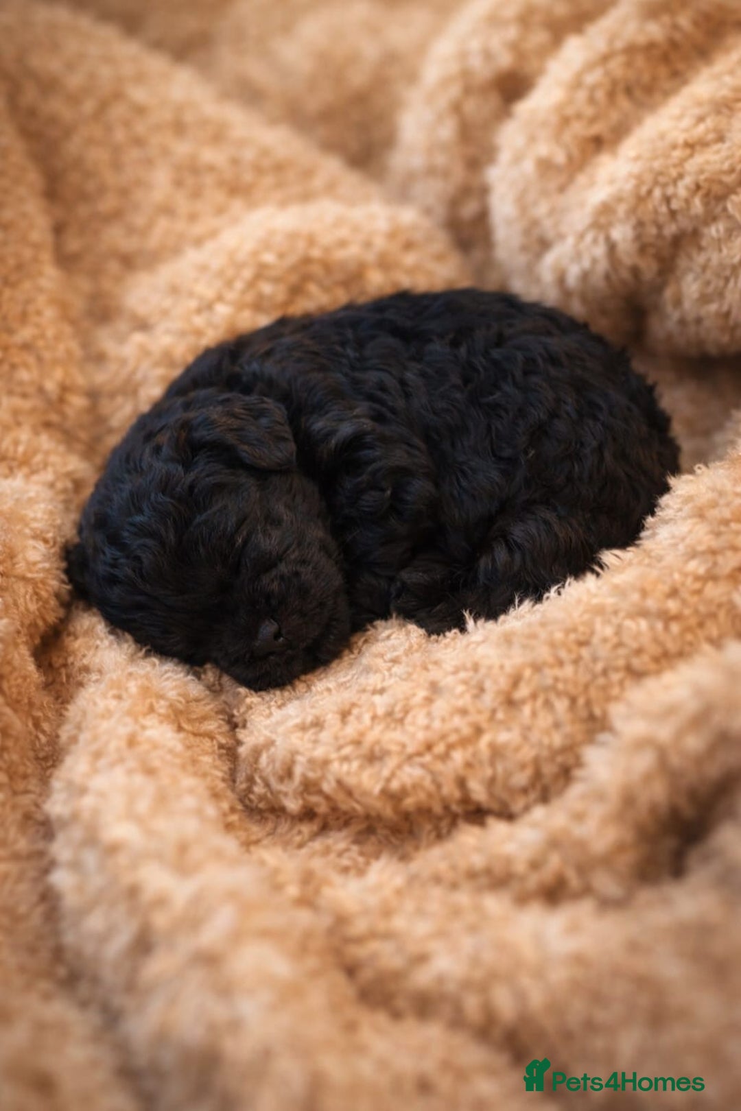 Standard Poodle dogs for sale: Silver KC registered Standard Poodle puppies - Advert 17