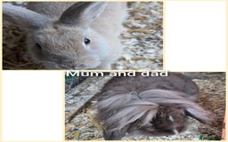 Guinea Pig rodents for sale:  rabbit - Image 2