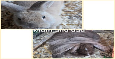 Guinea Pig rodents - Advert 4