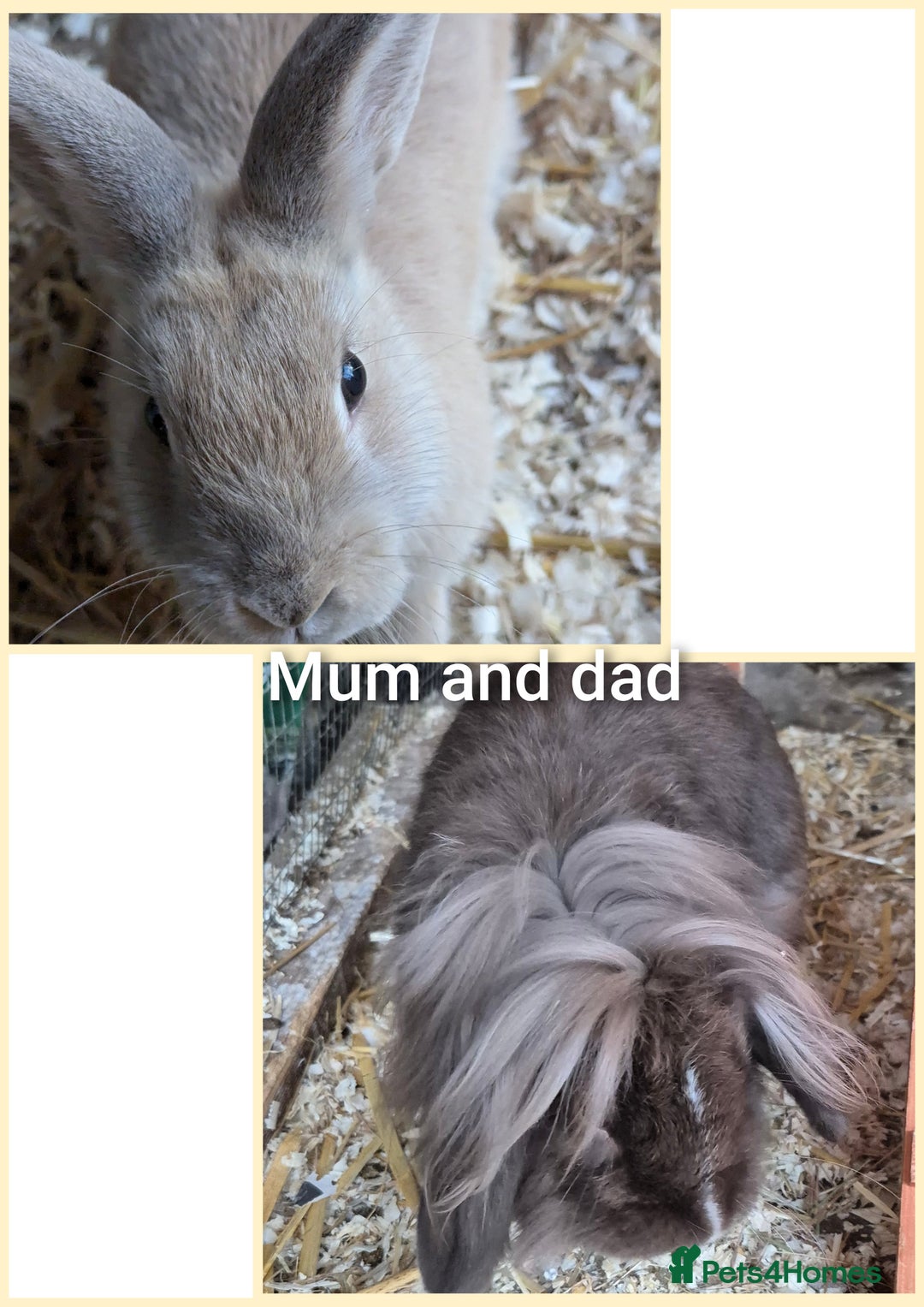 Guinea Pig rodents for sale:  rabbit - Image 2