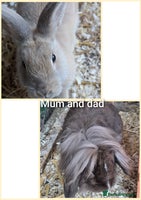 Guinea Pig rodents - Advert 4