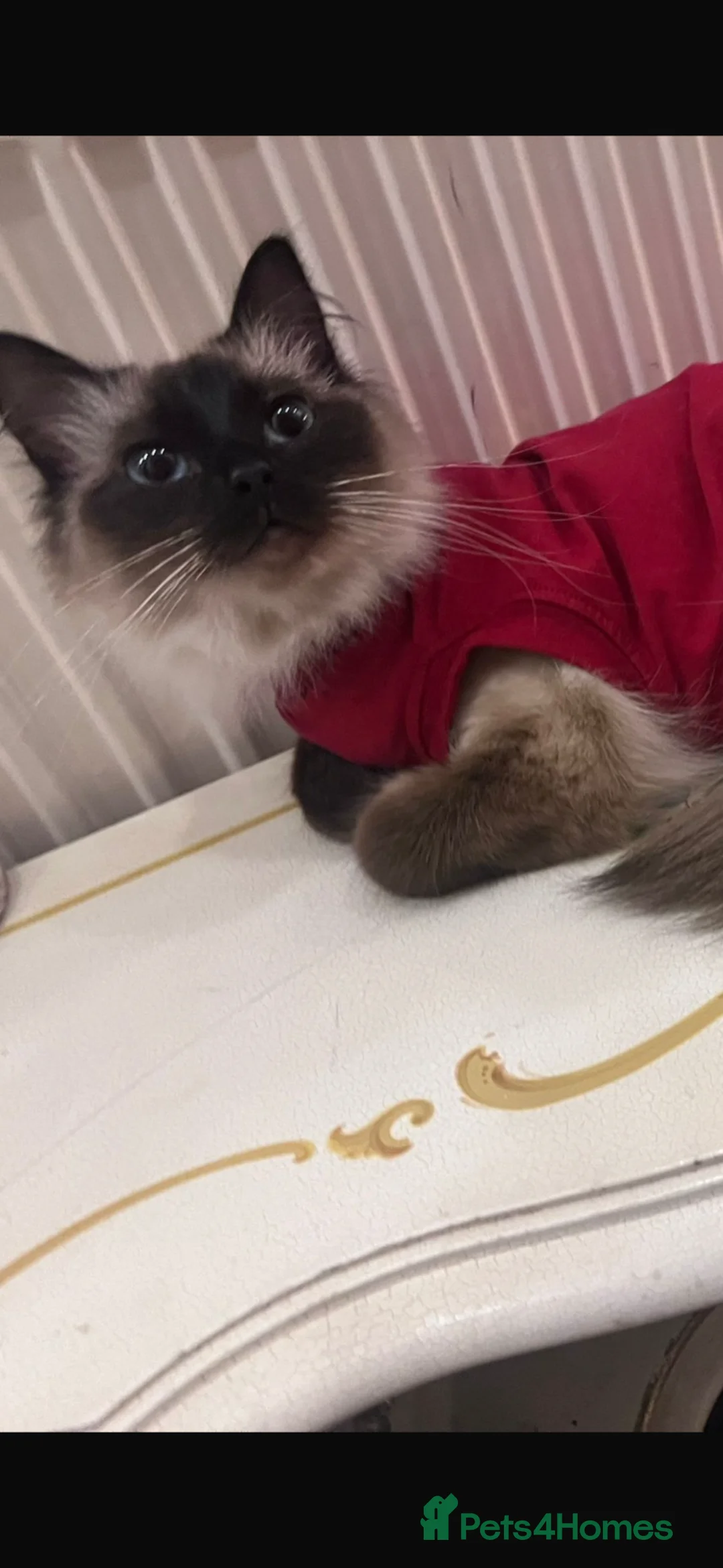 Ragdoll cats for sale: Female ragdoll cat  - Advert 2