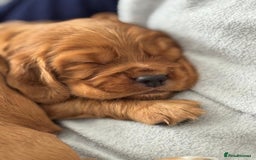 Cocker Spaniel dogs for sale: Cocker spaniel puppies - Image 9
