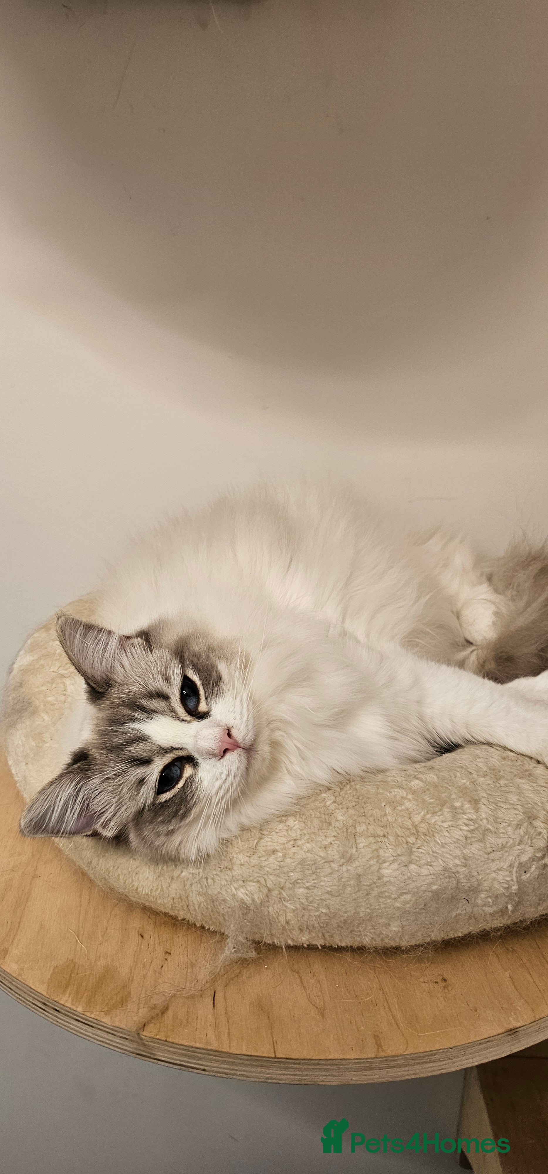 Ragdoll cats Ragdoll cat - Advert 1