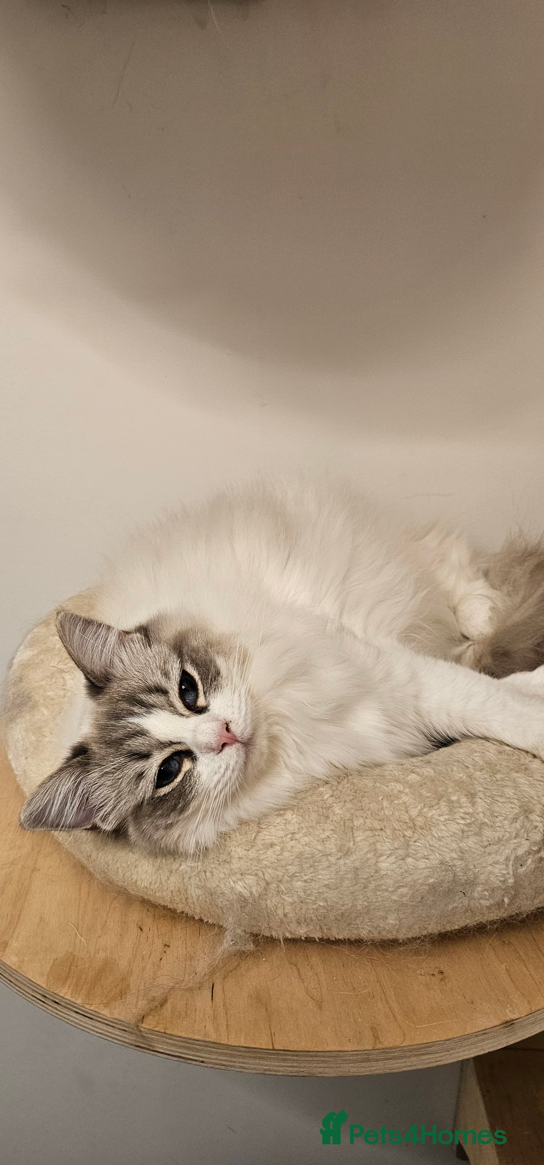 Ragdoll cats for sale: Ragdoll cat - Advert 1