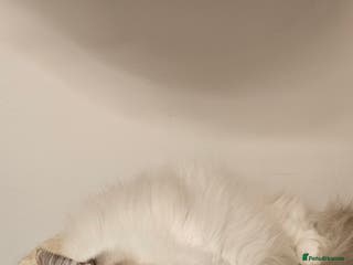 Ragdoll cats Ragdoll cat - Advert 5