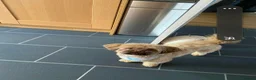 Shih Tzu dogs for sale: 5 ShihTzu Puppies for Sale in Manchester - Advert 5