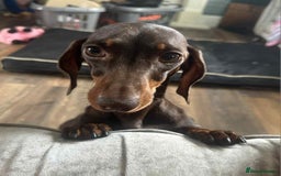 Dachshund dogs for sale: Puppies for sale - Image 10