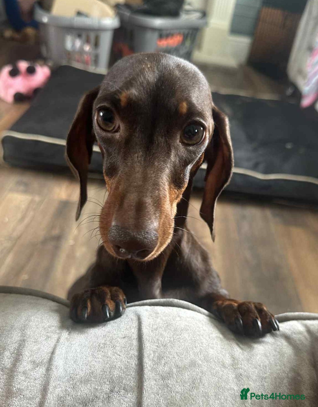 Dachshund dogs for sale: Puppies for sale - Image 10