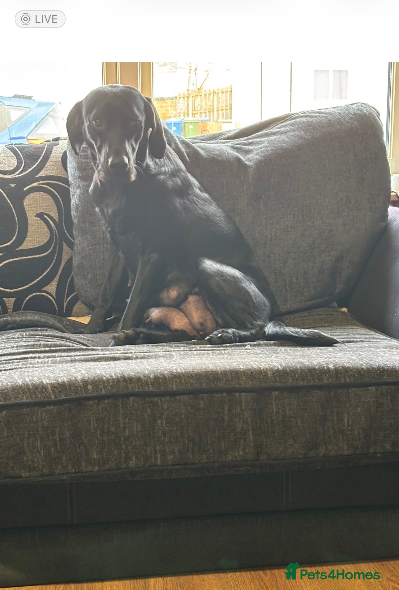 Labrador Retriever dogs Stunning lab pups - Advert 1