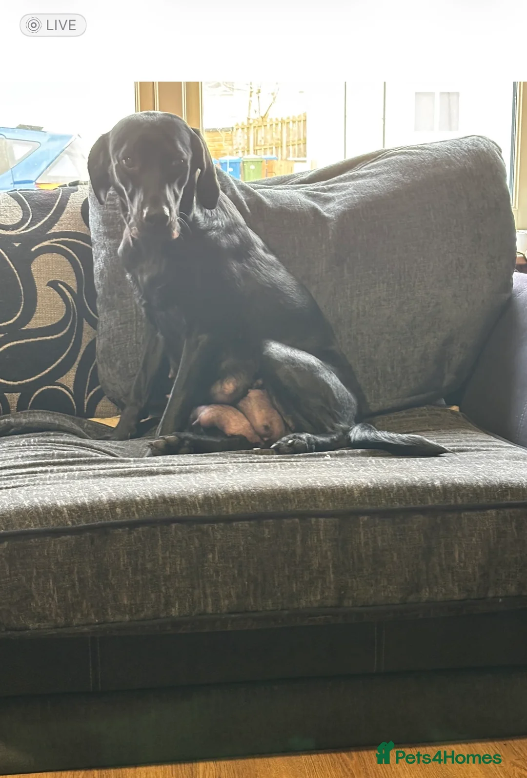 Labrador Retriever dogs for sale: Stunning lab pups - Advert 1