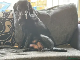 Labrador Retriever dogs Stunning lab pups - Advert 1