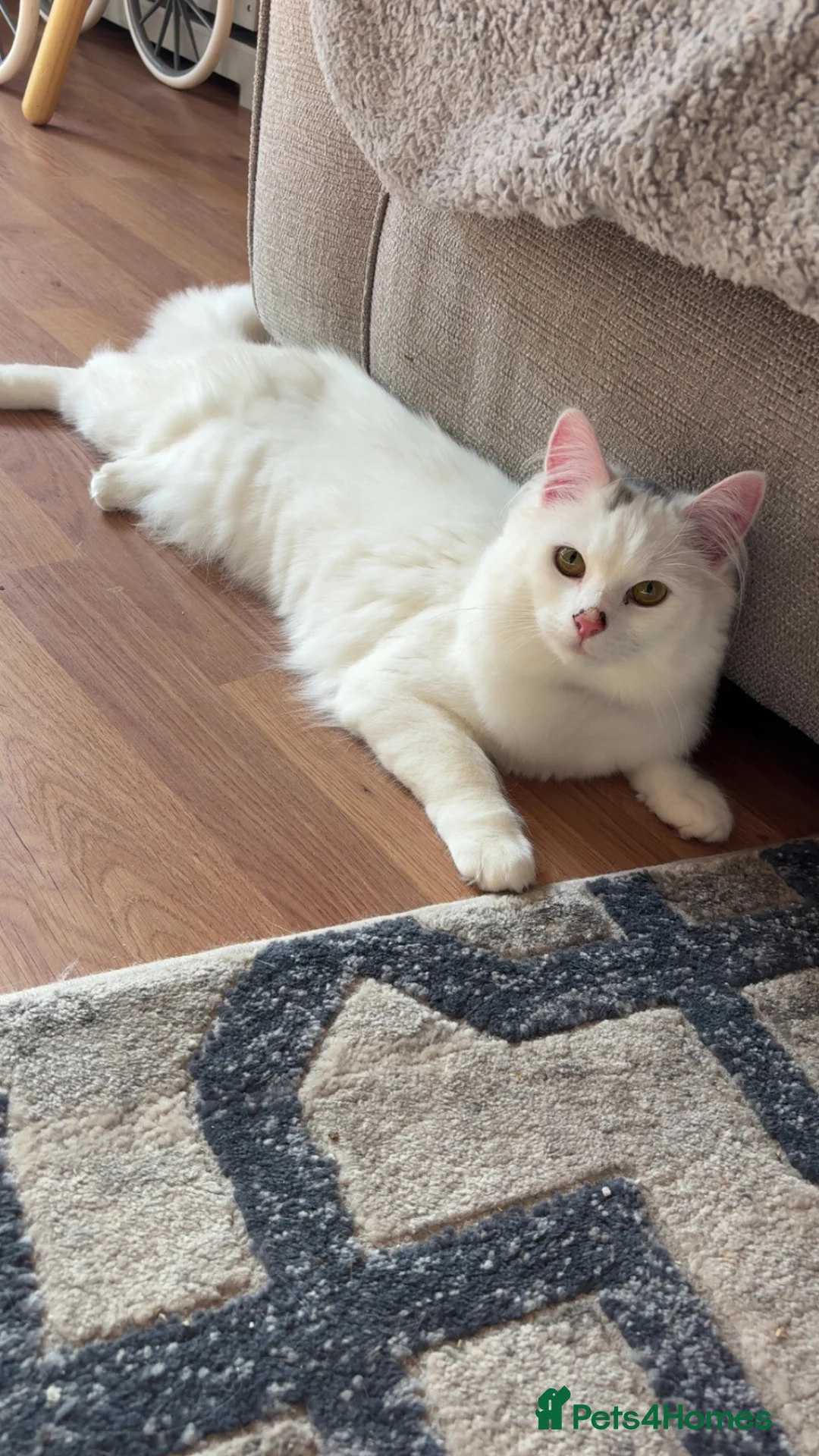 Mixed Breed cats for stud: Stud  - Advert 6