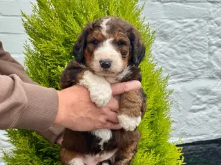 Bernedoodle dogs 4 gorgeous medium size bernedoodle puppies - Advert 1