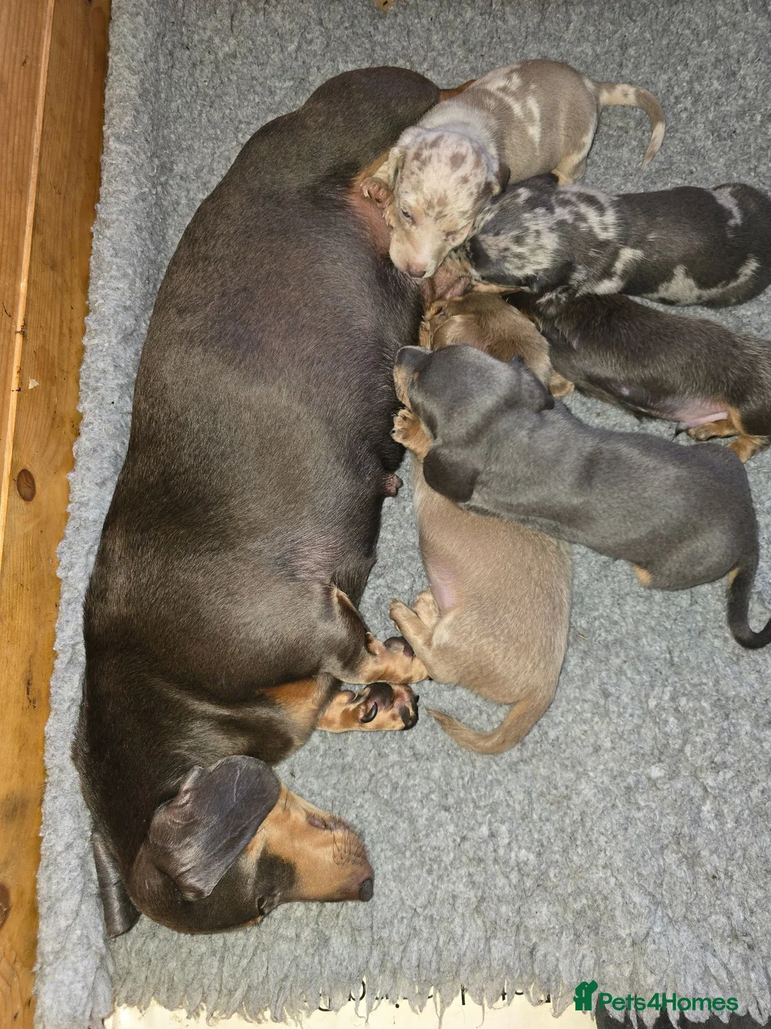 Miniature Dachshund dogs for sale: Adorable minature Dashounds - Advert 31