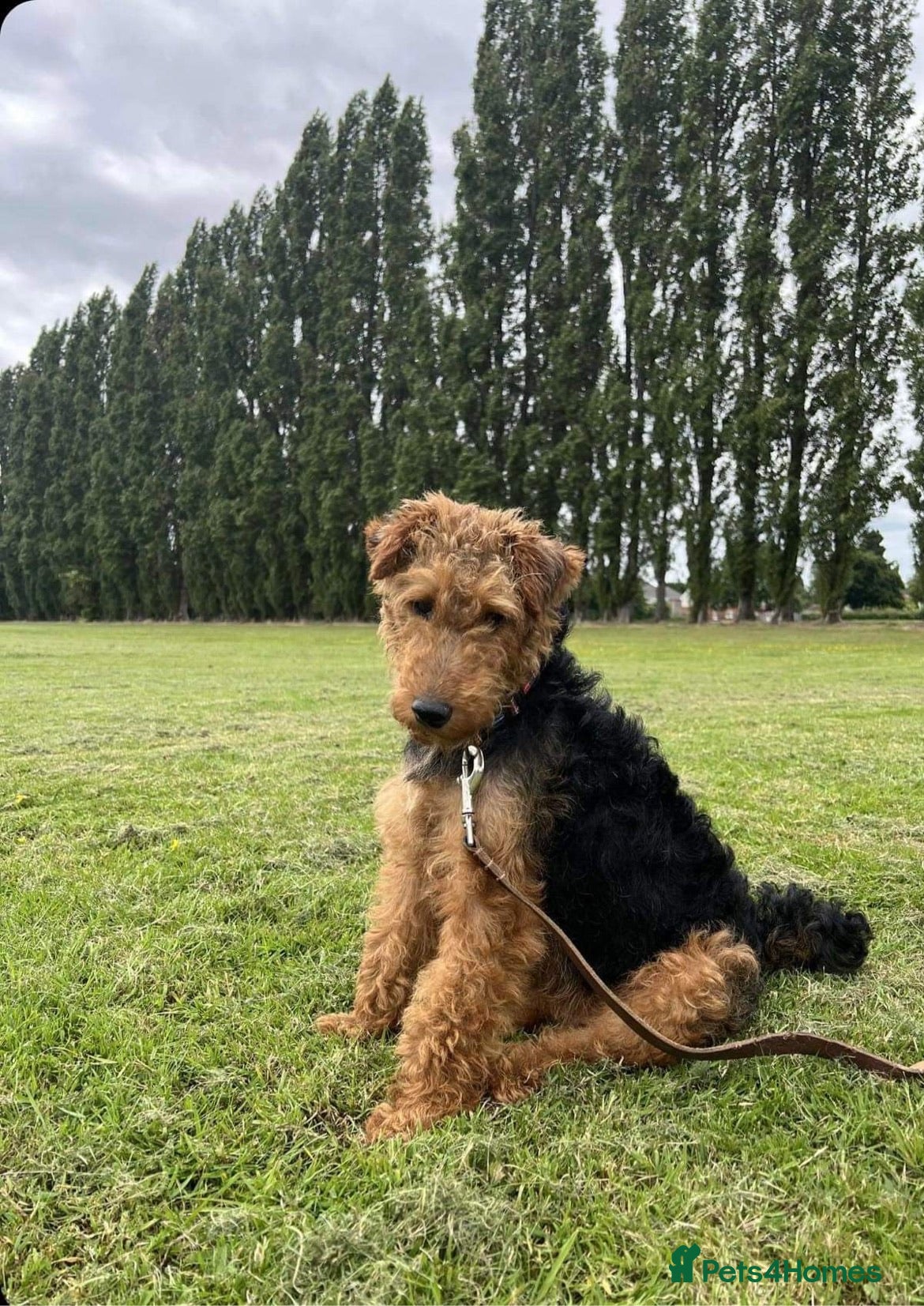 Welsh Terrier dogs welsh terrier for stud in Doncaster - Advert 2