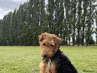 Welsh Terrier dogs welsh terrier for stud in Doncaster - Advert 1
