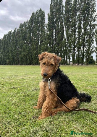 Welsh Terrier dogs welsh terrier for stud in Doncaster - Advert 1
