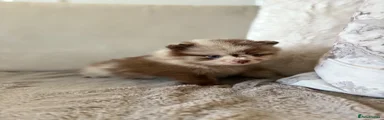 Pomeranian 1