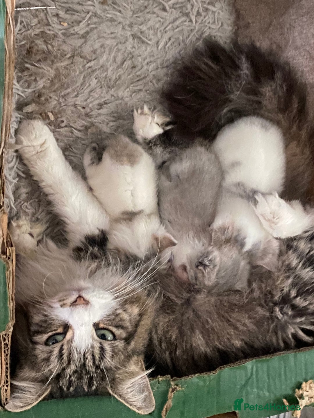 British Longhair cats for sale: Lovely Kittens - Advert 4