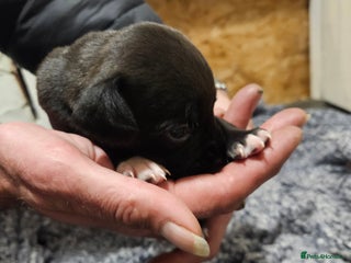 Mixed Breed dogs Springer x blue staff - Advert 19