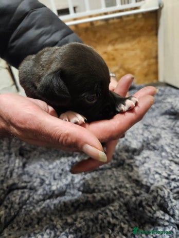 Mixed Breed dogs Springer x blue staff - Advert 16