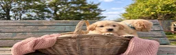 Golden Retriever dogs for sale: Beautiful KC Puppies No Endorsements  - Advert 2